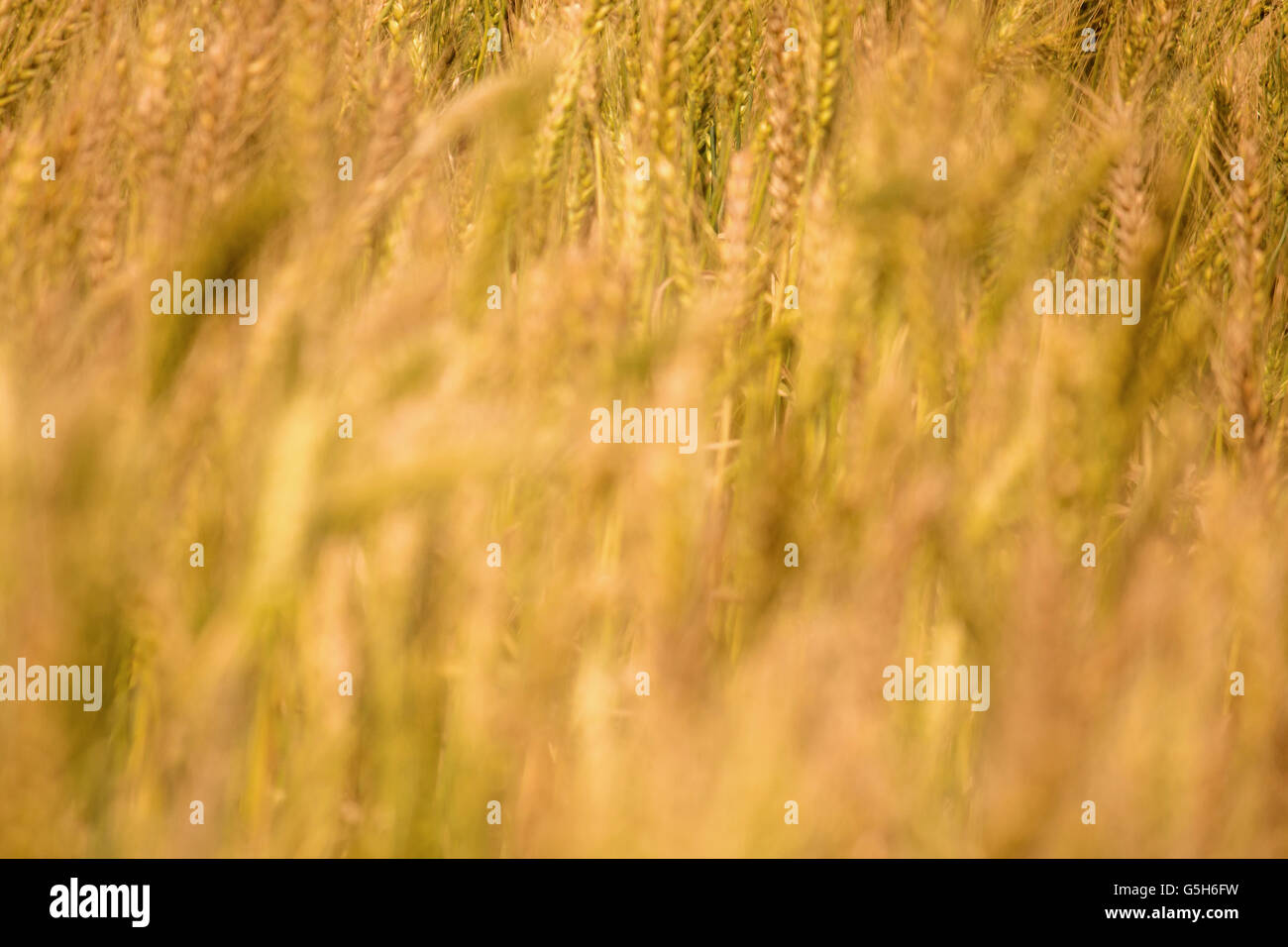 Golden wheat field and sunny day, Wheat field, Ears of golden wheat ...