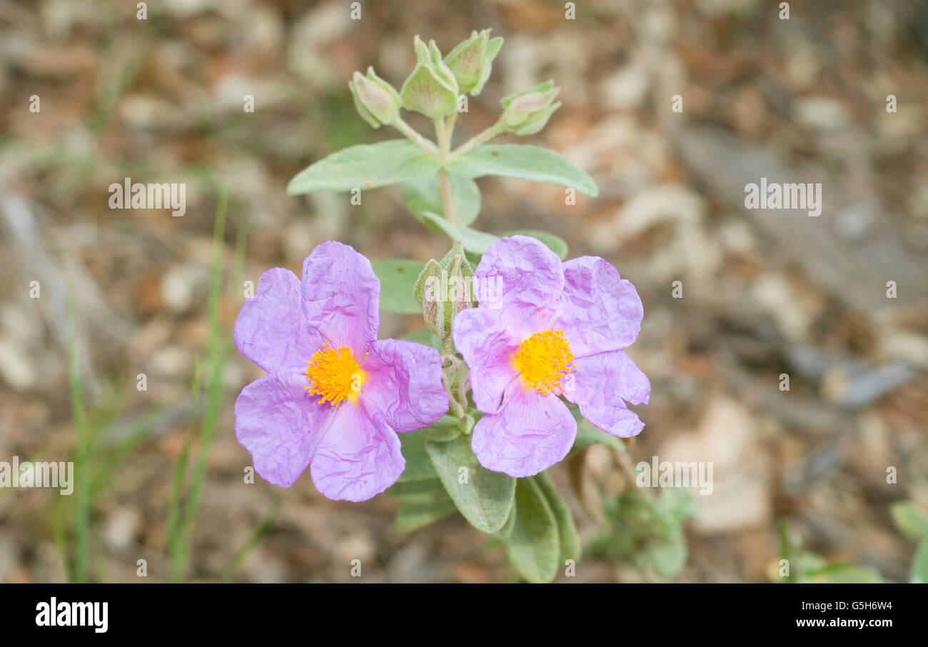 Grey-leaved cistus, Cistus albidus Horizontal portrait of flowers with ...