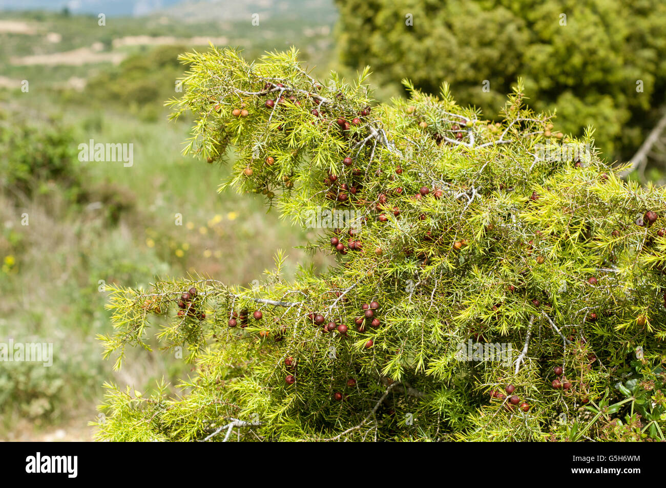 Common juniper, Juniperus communis. Horizontal portrait of shrub showing berries. Stock Photo
