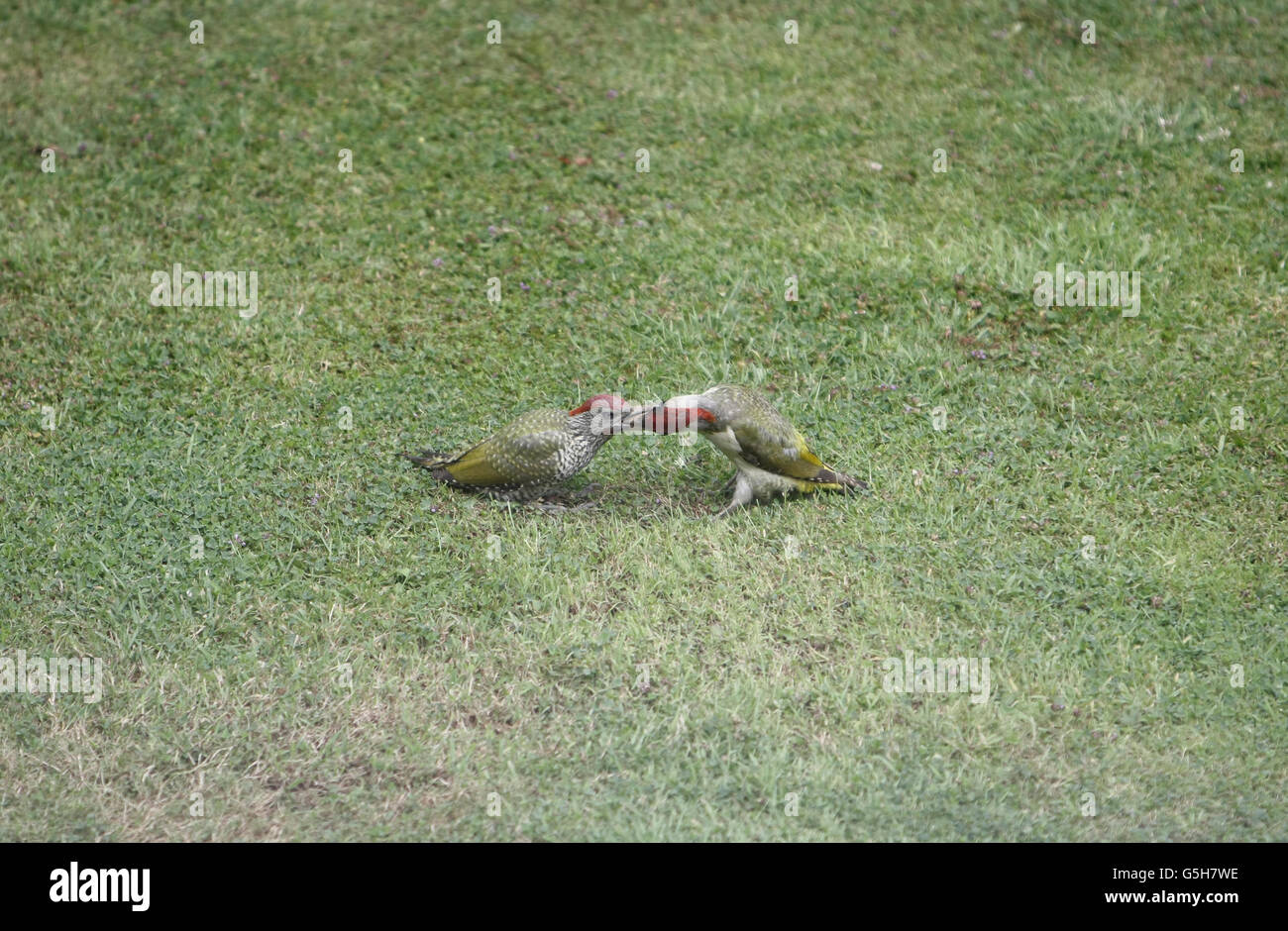 two European green woodpeckers, adult feeding chick on grass lawn Stock Photo