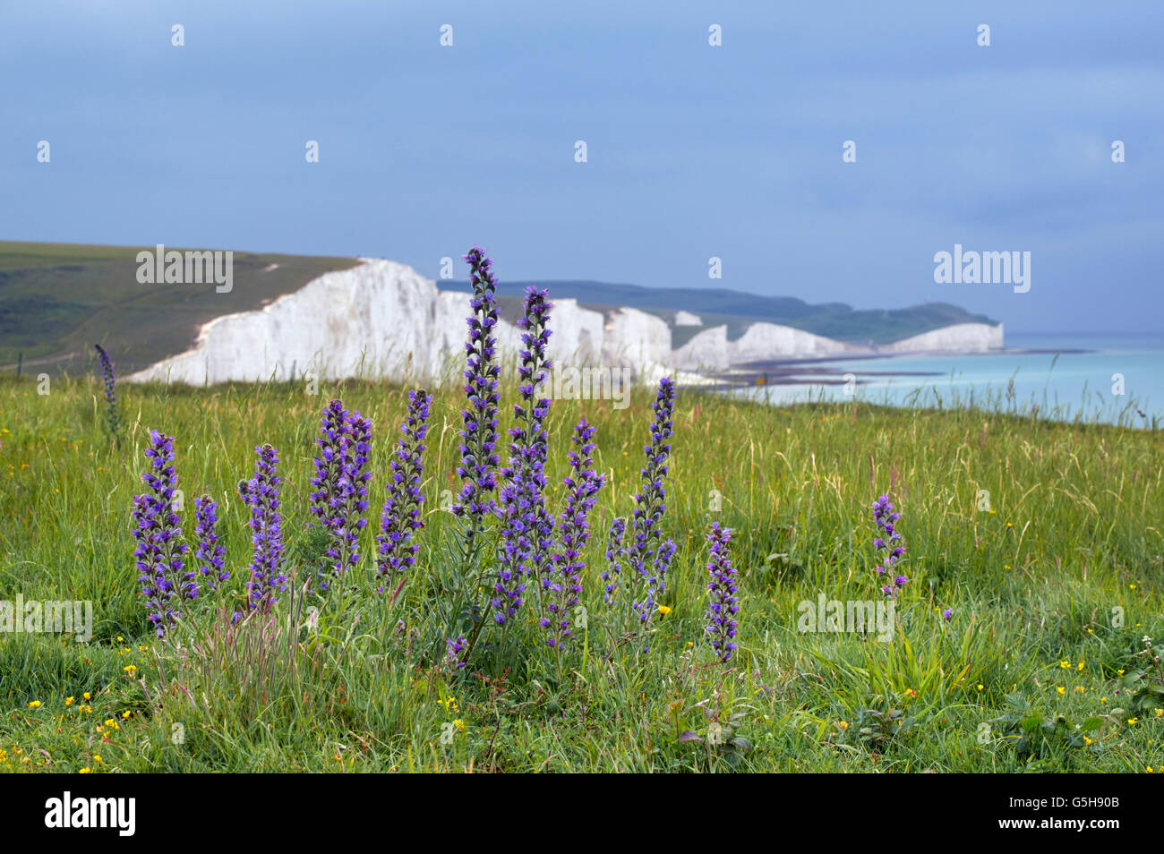 Viper's Bugloss at Seaford Head with the Seven Sisters beyond. Sussex, England. Stock Photo