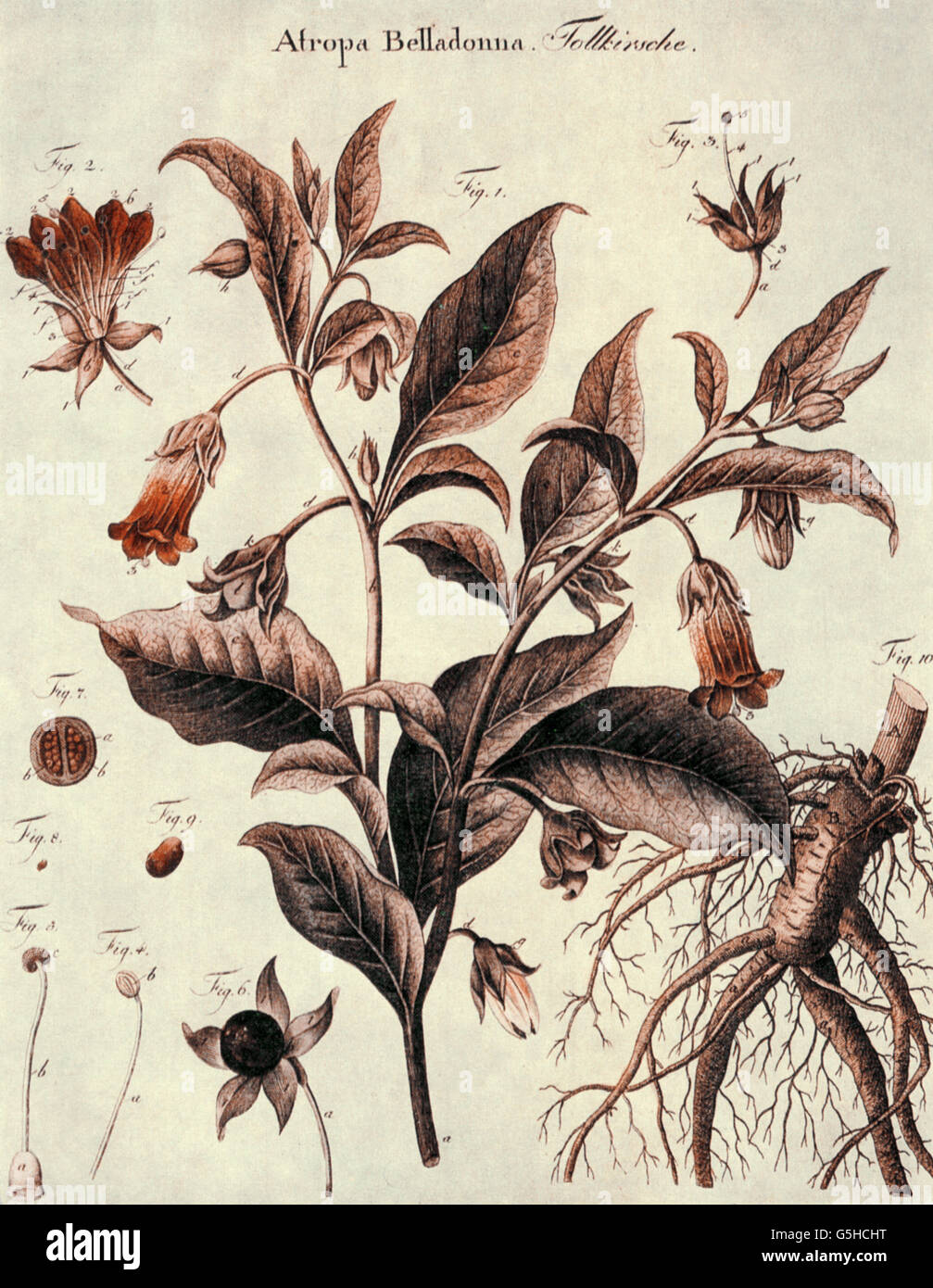 botany, black deadly nightshade (Atropa Belladonna), root, leaves, stalk, blossom, illustration from a herbal, 18th/19th century, plant of the Solanaceae family, plant of the nightshade family, Solanaceae, poison, toxic, alkaloids, Hyoscamine, atropine, scopolamine, ingredient of magic salve, poisonous plant, plants, Solanaceae, historic, historical, Additional-Rights-Clearences-Not Available Stock Photo