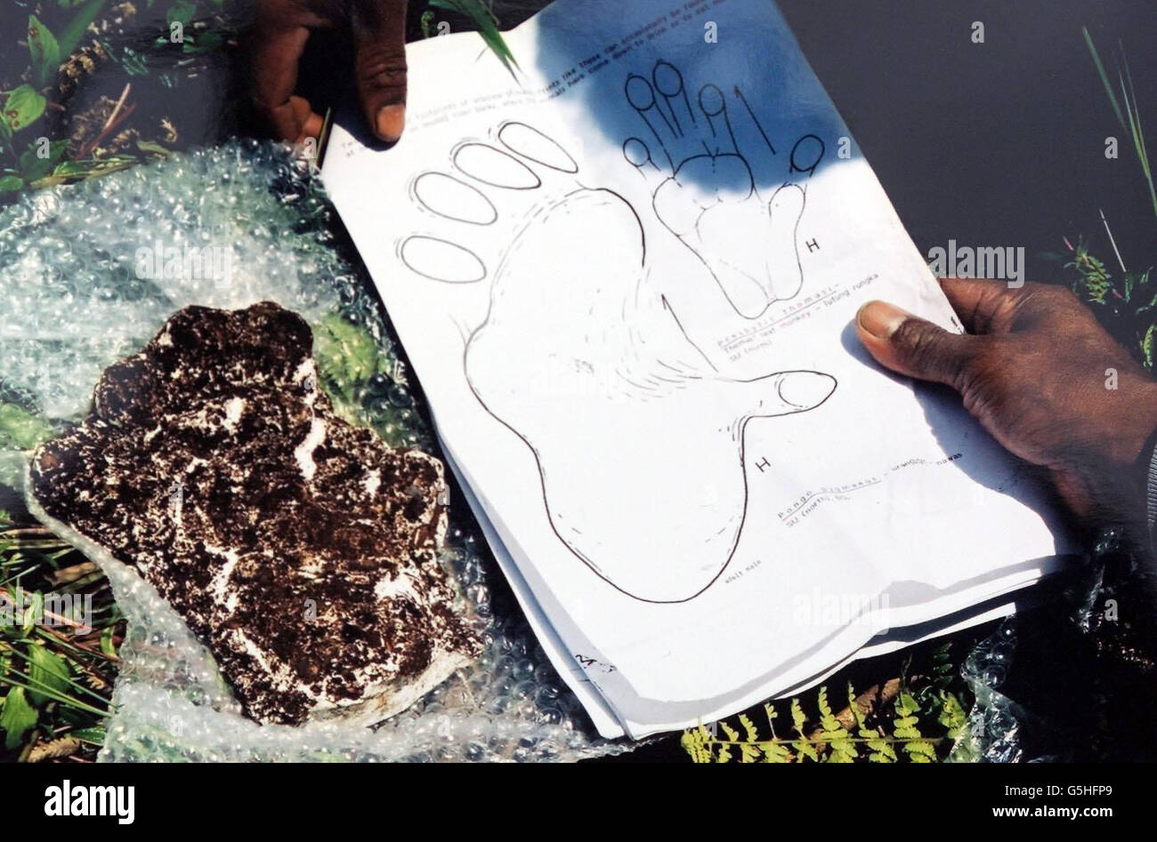 A cast of a footprint, which could belong to an Orang Pendek, meaning  'Little Man of the Forest', a mythical primate which walks like a human,  discovered on a trip to West, image size:1300x947