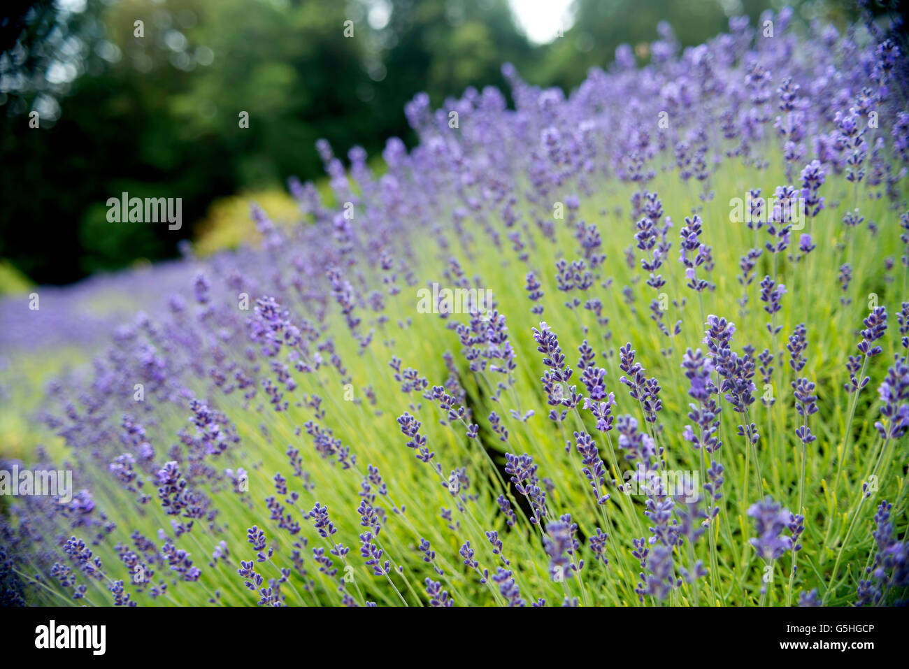 Beautiful Munstead Lavender Flowers in Damali Farm Stock Photo Alamy
