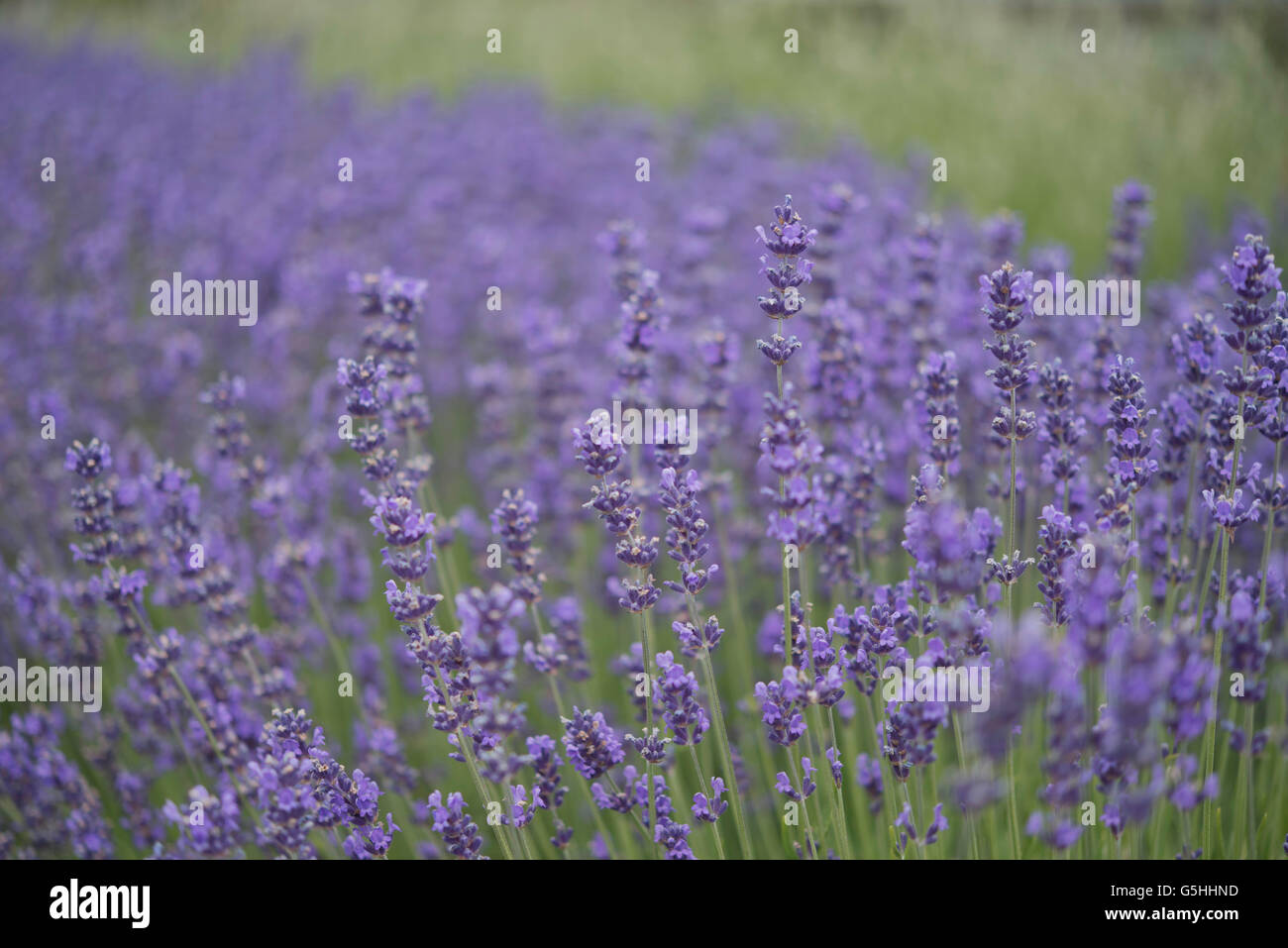Purple Lavender in Damali Farm,Vancouver Island Stock Photo Alamy
