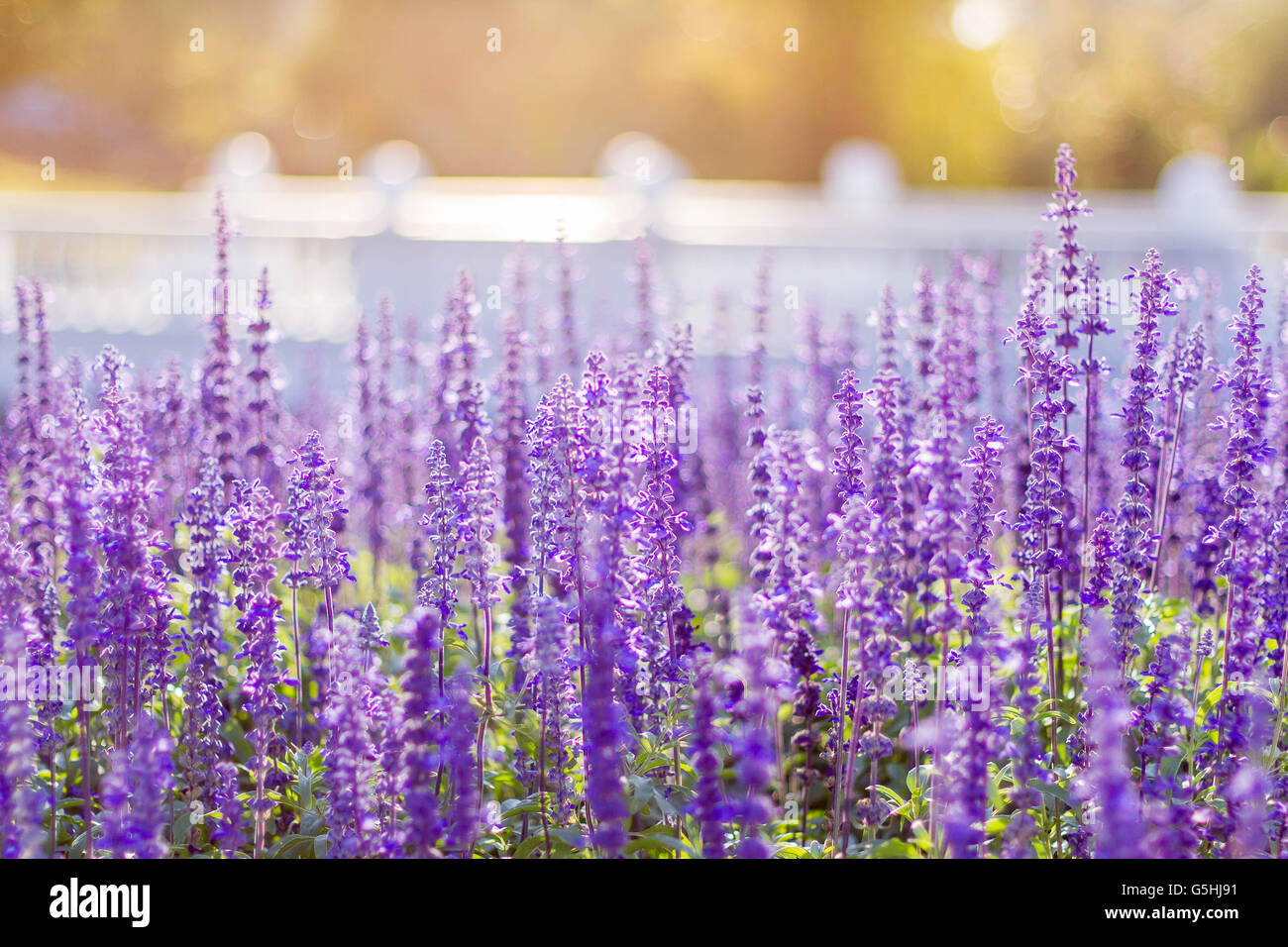 Soft Focus of Blue Salvia Flower Field and Blurred by the Wind for Texture Background Stock Photo