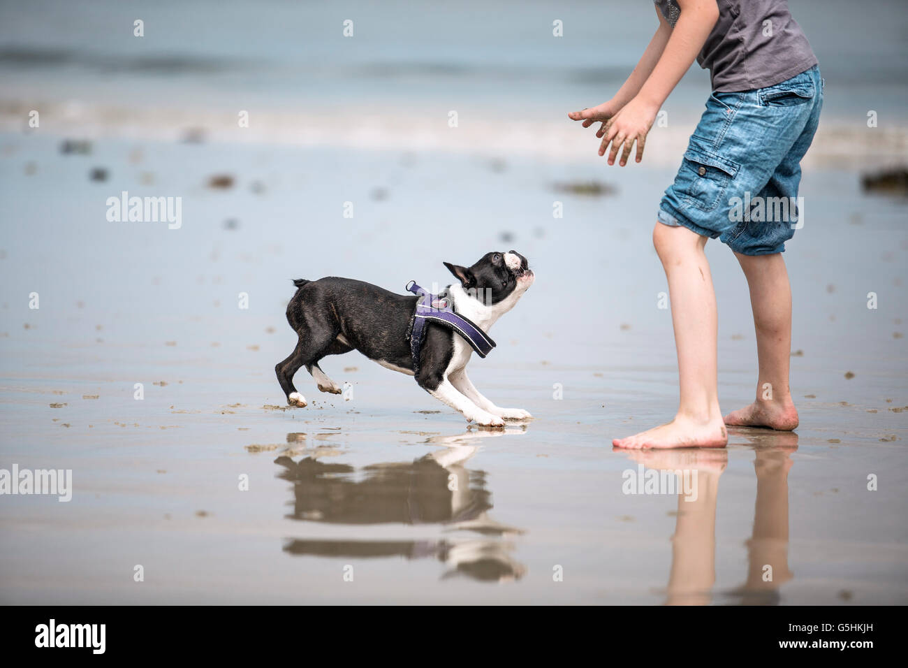 Small Boy playing happily with Boston Terrier at the beach Stock Photo