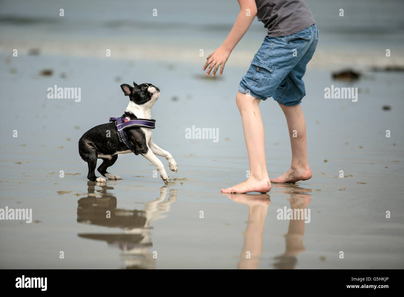 Small Boy playing happily with Boston Terrier at the beach Stock Photo