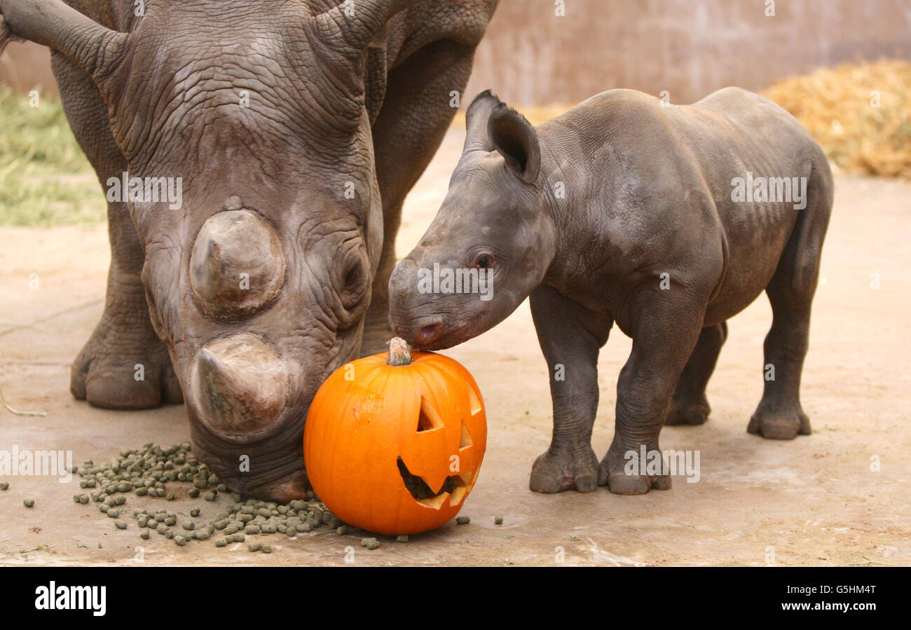 Ema Elsa a Black Rhino at Chester Zoo and her one month old baby Chanua (meaning Blossom in Swahili) enjoy a pumpkin as a Halloween Treat. Stock Photo