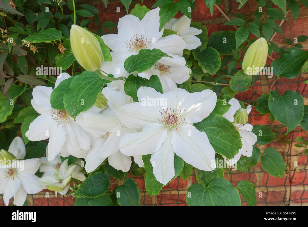 Mrs George Jackman Clematis with Buds -1 Stock Photo