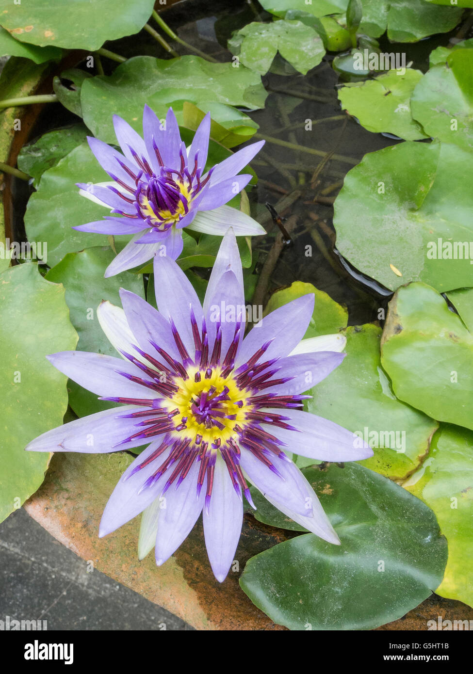 Colorful purple water lily lotus flower blooming Stock Photo - Alamy