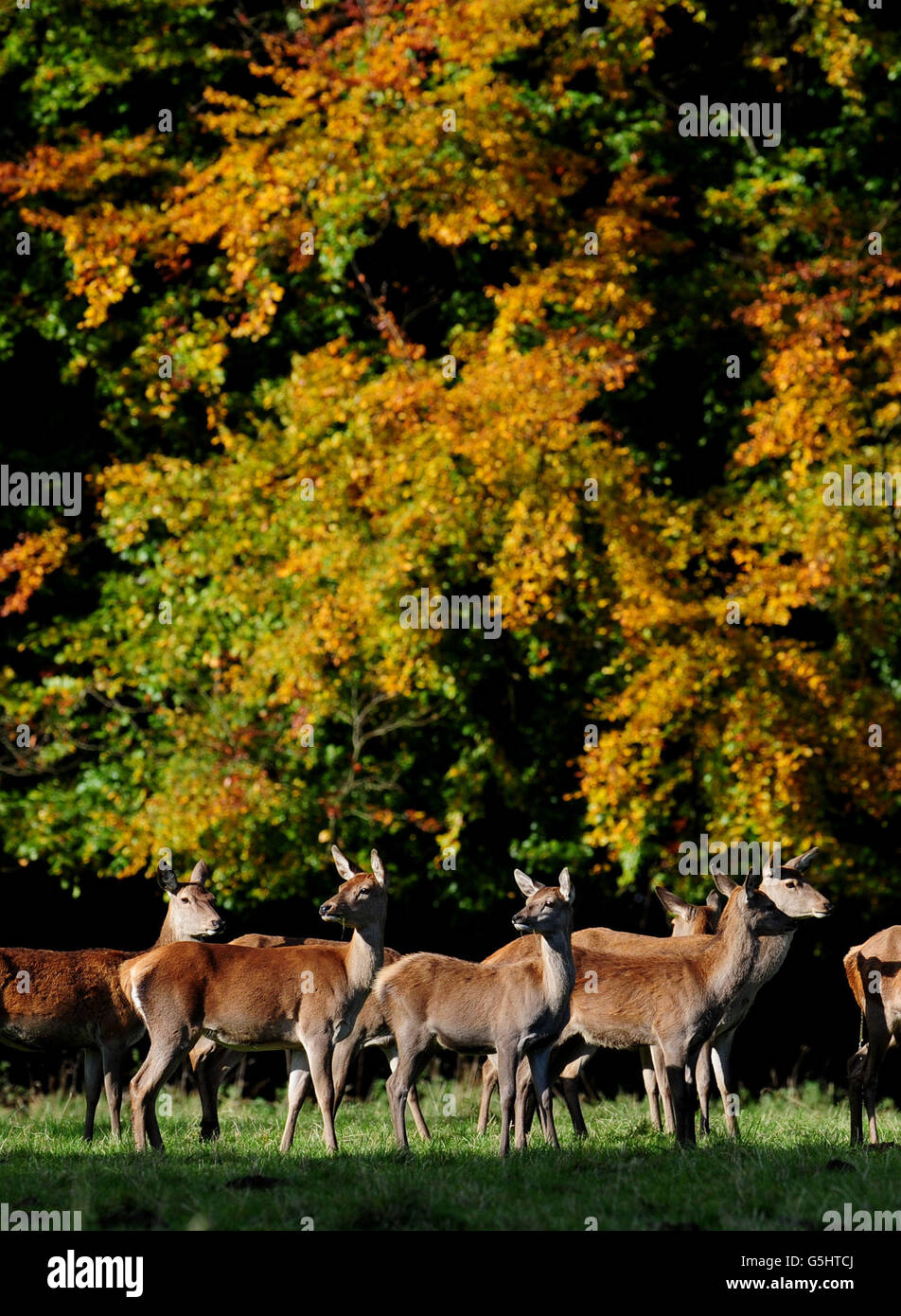 Deer stand in front of the autumn leaves on display at Studley Royal Deer Park, Ripon. Stock Photo
