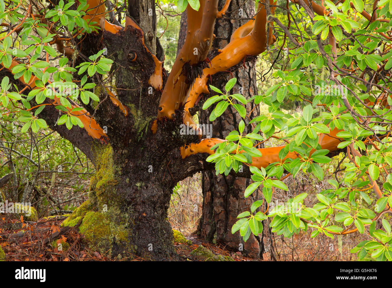 Pacific madrone along Kerby Flat Trail, Illinois Wild and Scenic River, Siskiyou National Forest, Oregon Stock Photo
