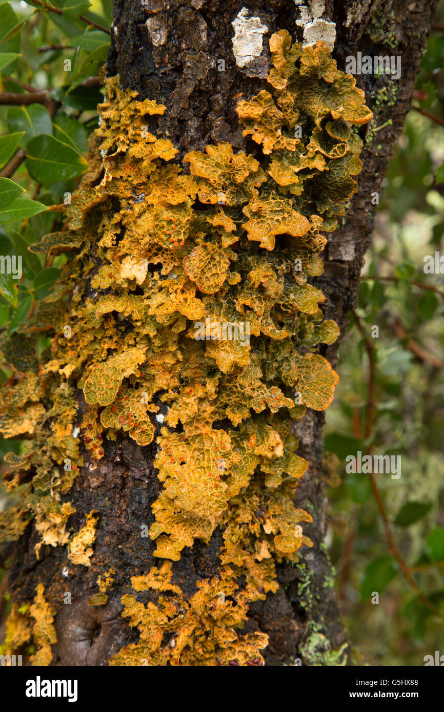 Lichen along Kerby Flat Trail, Illinois Wild and Scenic River, Siskiyou National Forest, Oregon Stock Photo