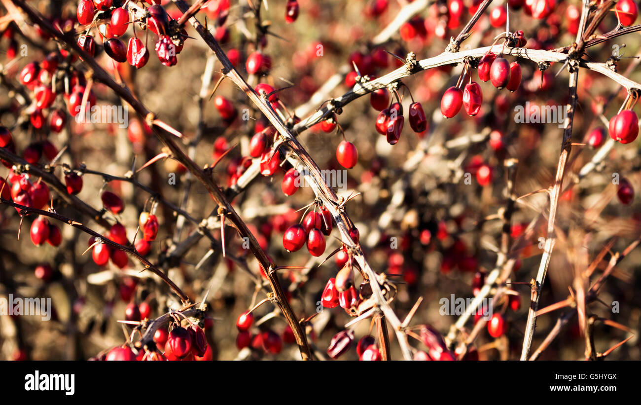 Berries in the bush with thorns on their branches, unfocused Stock Photo