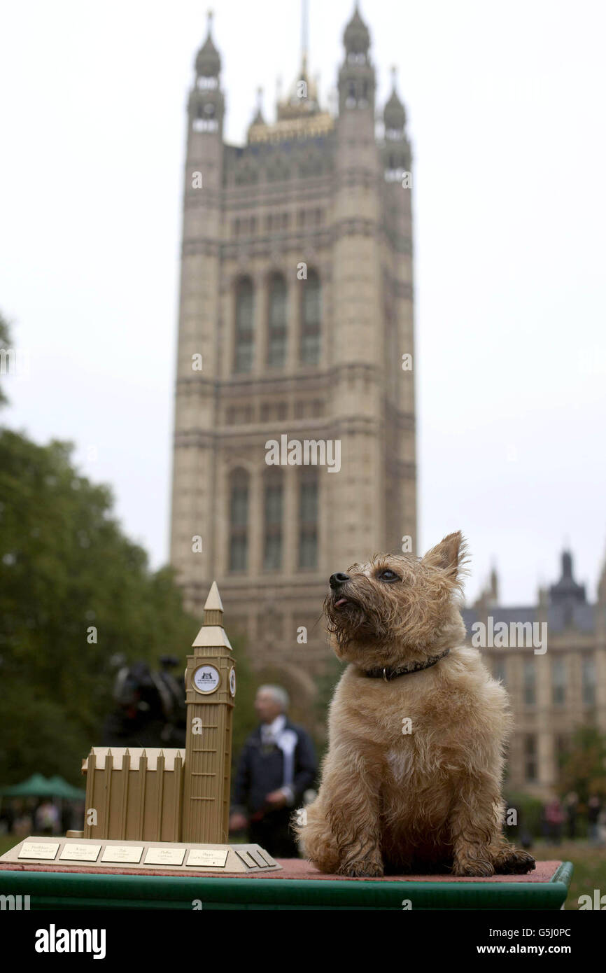 Star, a 4 year old Norfolk Terrier belonging to Charlie Elphicke MP for