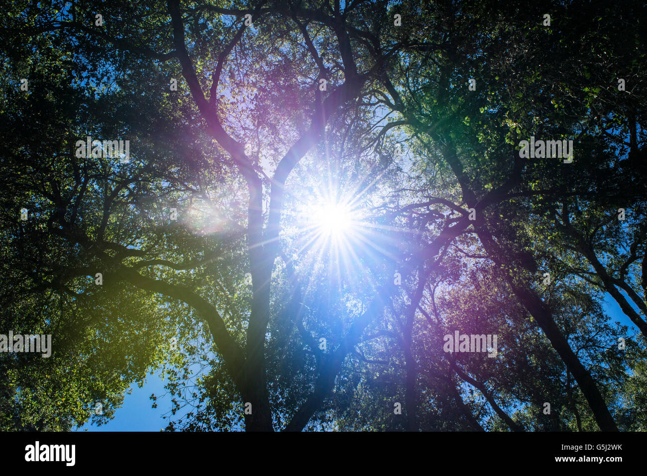 Natural lens flare Stock Photo Alamy