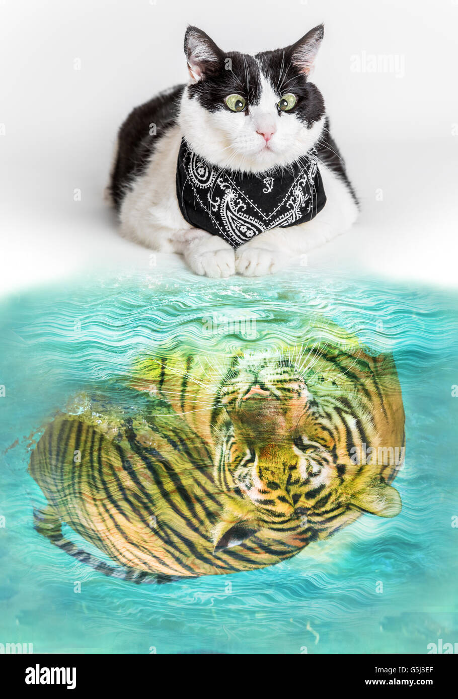 Cat and Tiger Stock Photo