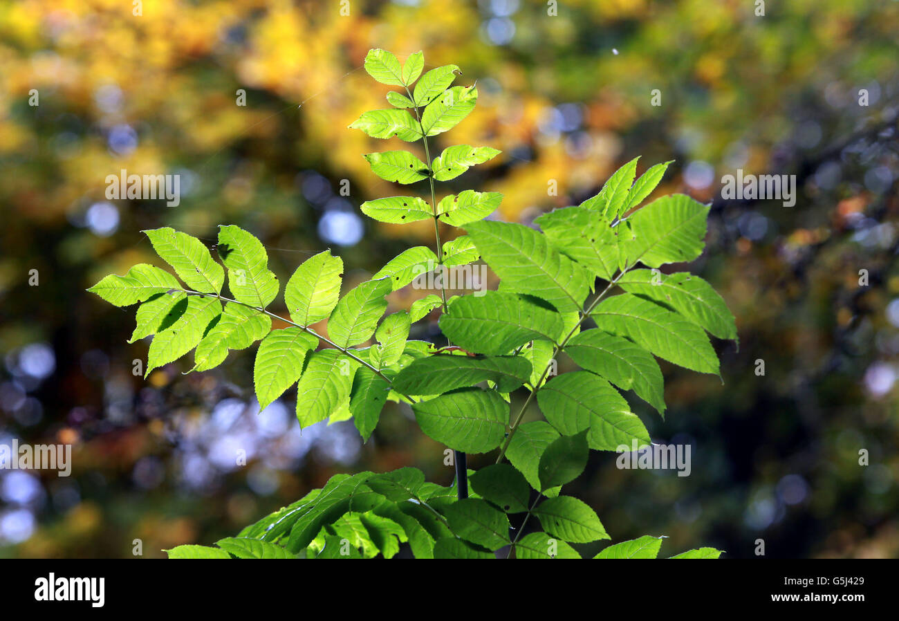 Ash Sapling High Resolution Stock Photography and Images - Alamy