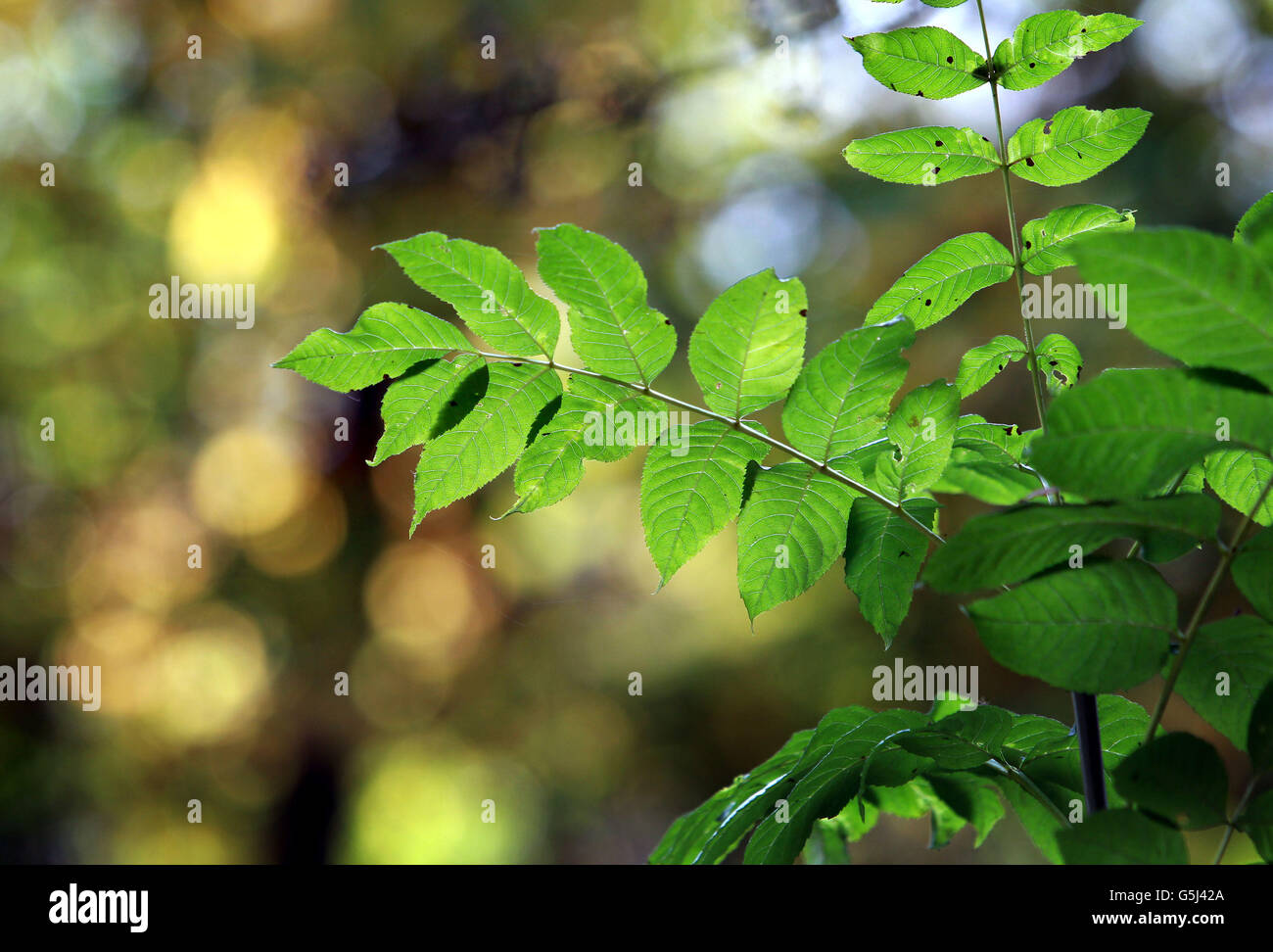Ash sapling hi-res stock photography and images - Alamy