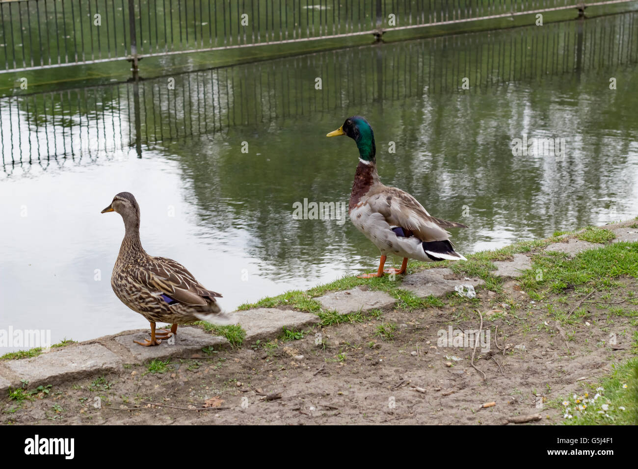 Two mallard ducks standing near a pond in England Stock Photo - Alamy