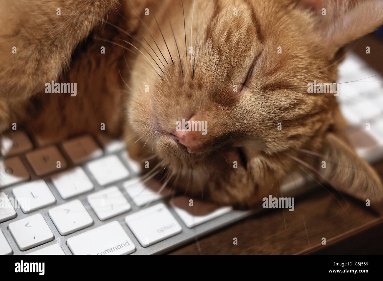 Orange tabby cat asleep on computer keyboard Stock Photo