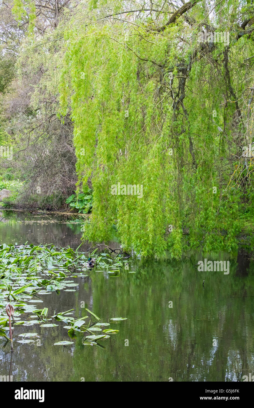 Beautiful Weeping Willow with its leaves and branches reflected in a ...