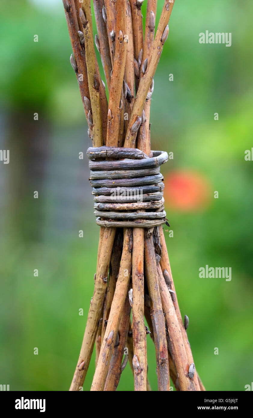 Plant twine hires stock photography and images Alamy