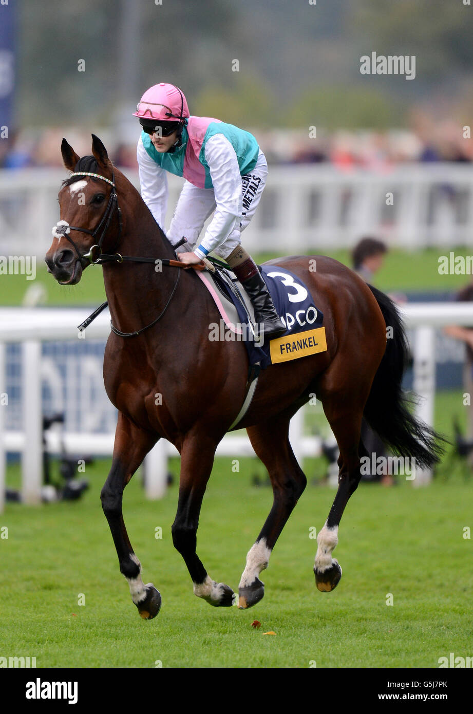 Frankel ridden by Tom Queally after winning the Qipco Champion Stakes Stock Photo