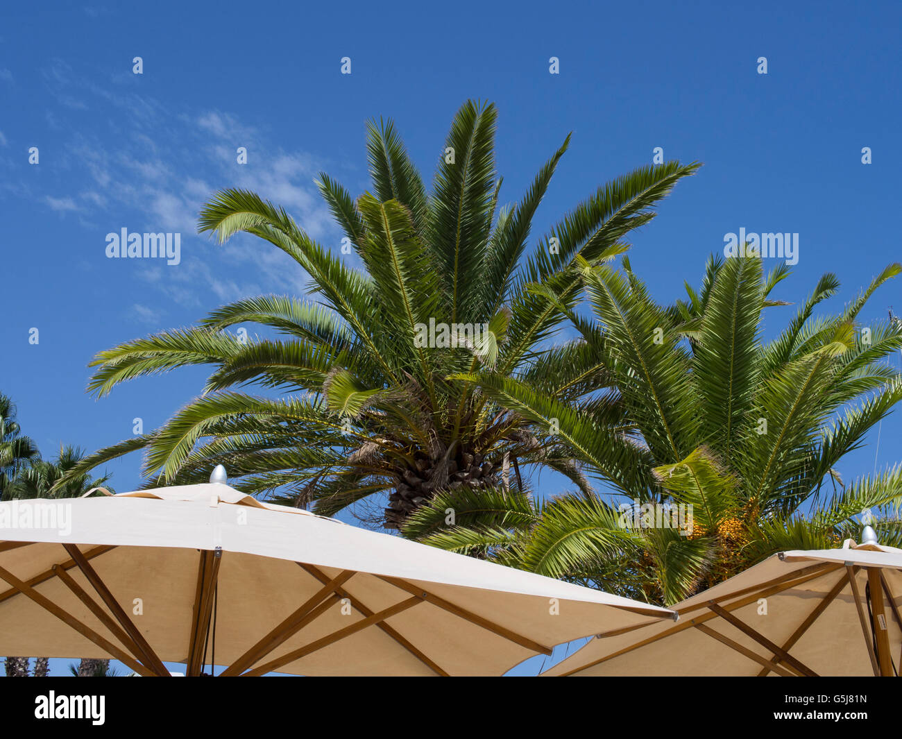Palm trees overlooking umbrellas in Sousse, Tunisia  Picture: Darren O'Brien  info@darrenobrien.co.uk Stock Photo