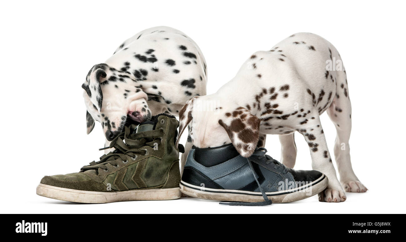 Train Dog Not To Chew Shoes Quick Delivery www.meesenburg.kz