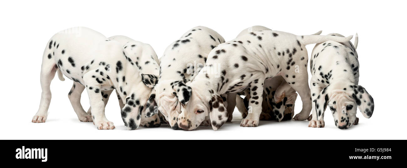 Group of Dalmatian puppies eating in front of a white background Stock Photo