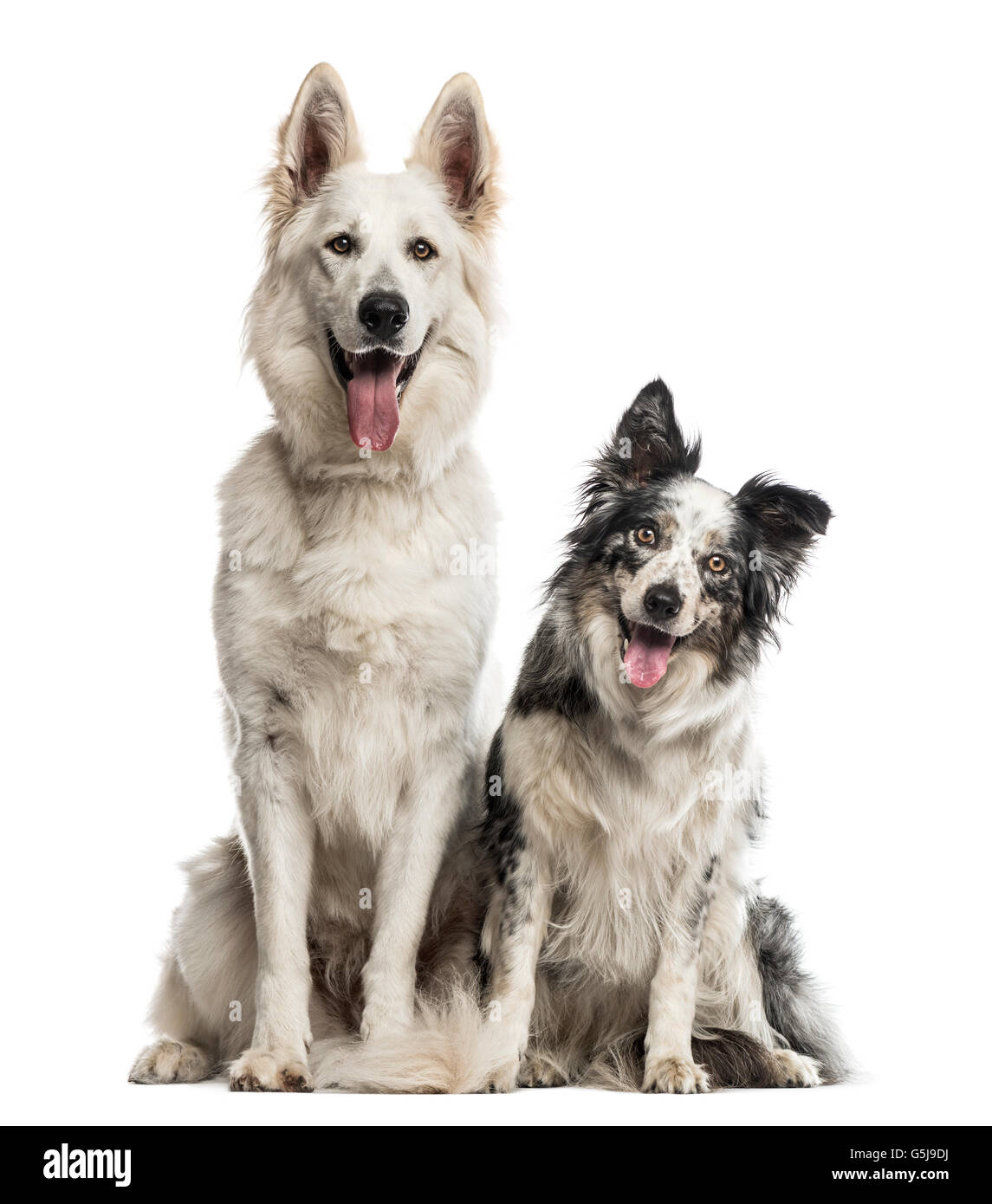 Swiss shepherd dog and border collie in front of a white background Stock  Photo - Alamy