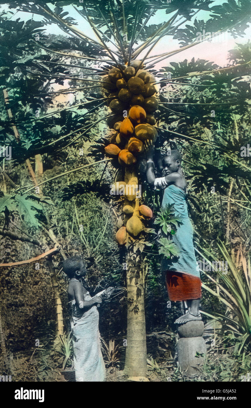 Original Bildunterschrift: Melonenbaum. Original caption: Melon tree. Stock Photo