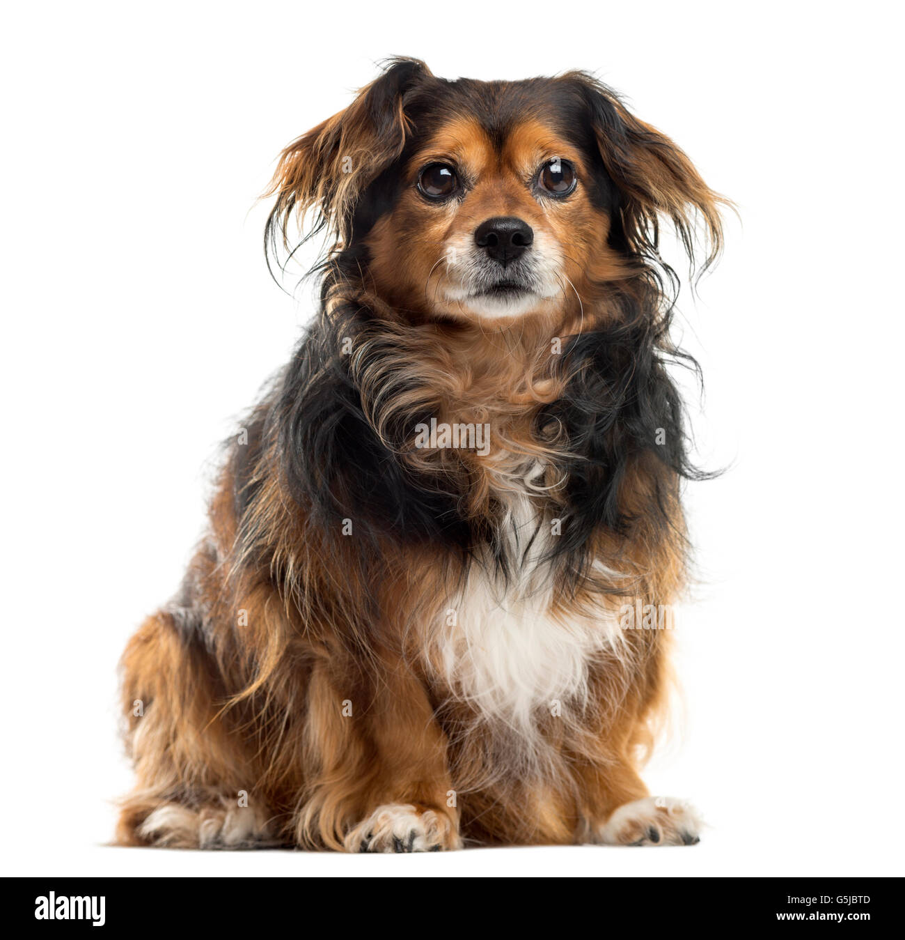 Crossbreed sitting in front of a white background Stock Photo - Alamy