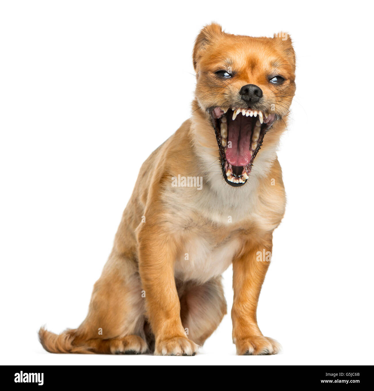 Crossbreed dog yawning in front of a white background Stock Photo - Alamy
