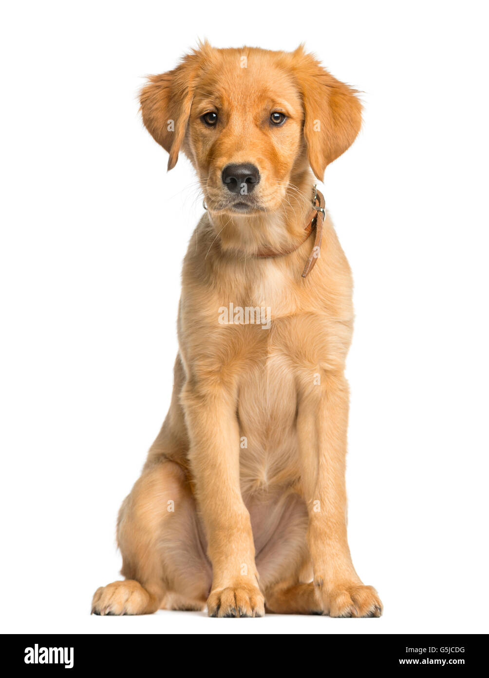 Golden Retreiver puppy sitting in front of a white background Stock ...