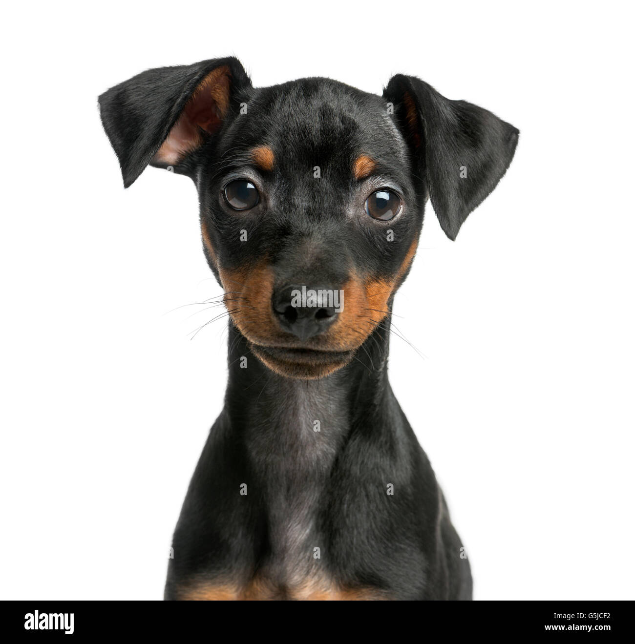 Close-up of a Pinscher in front of a white background Stock Photo