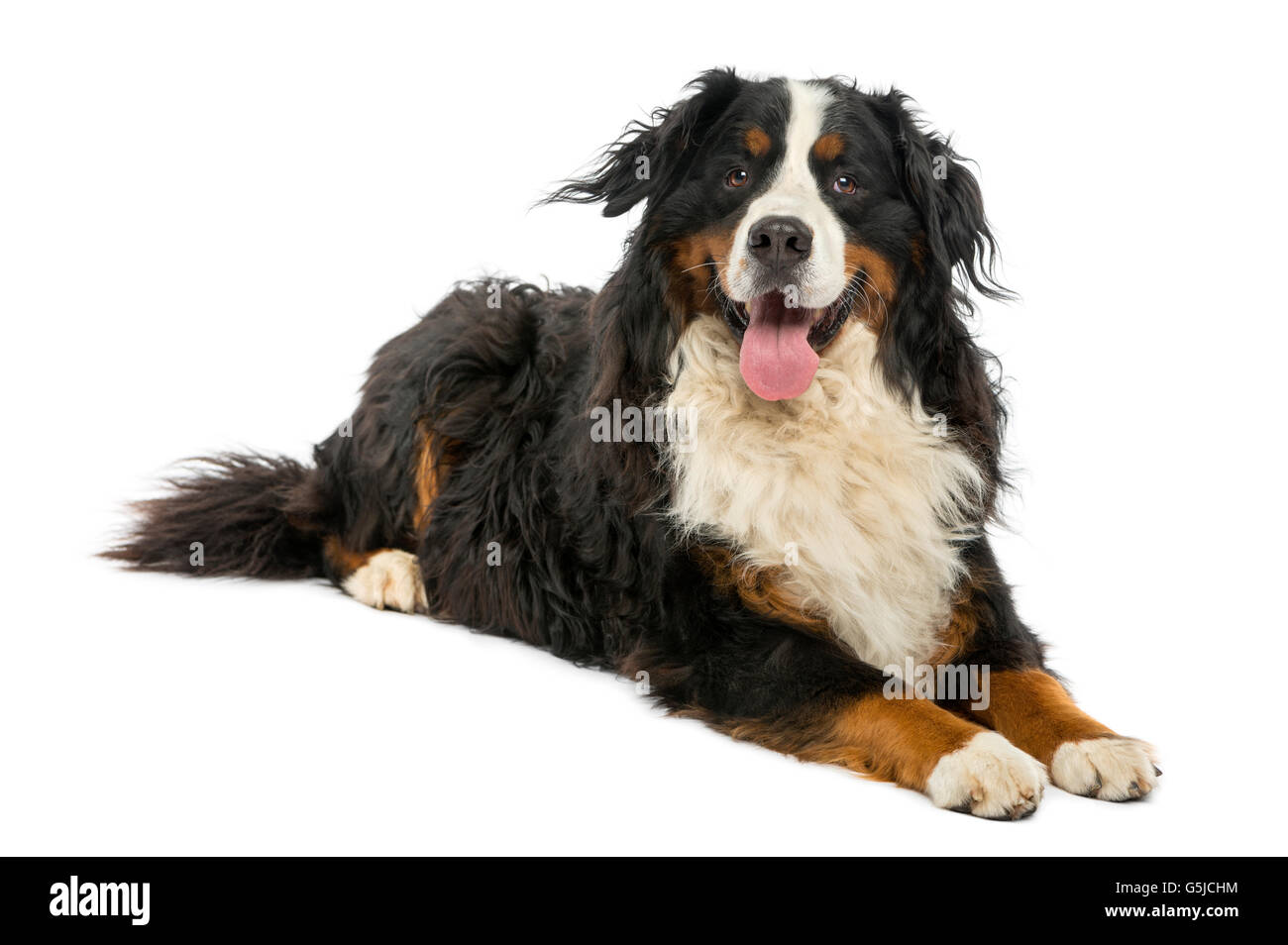 Bernese Mountain dog lying in front of a white background Stock Photo ...