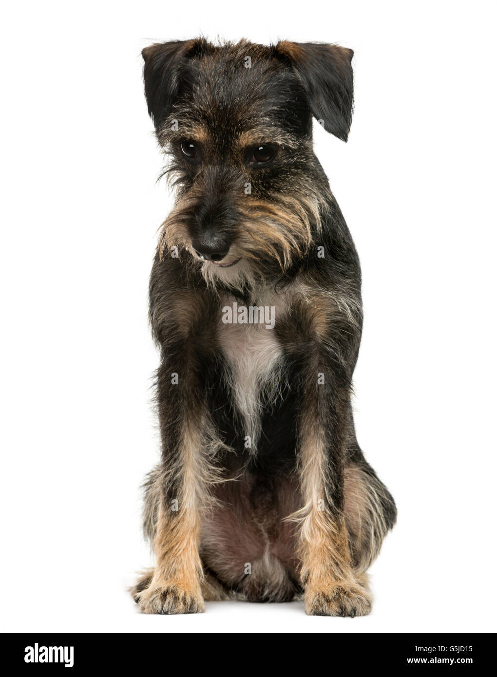 Crossbreed dog sitting in front of white background Stock Photo - Alamy