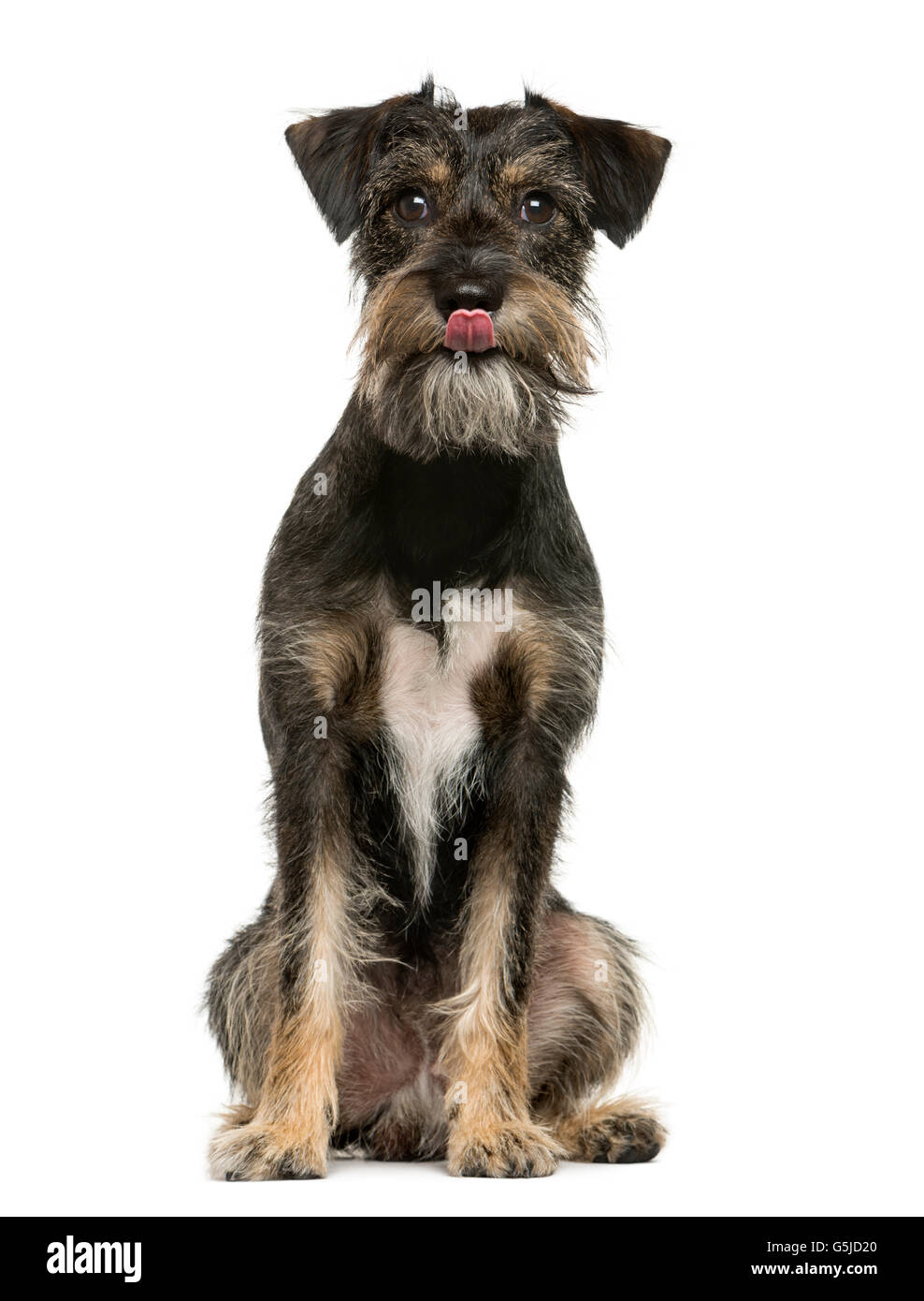 Crossbreed dog sitting in front of white background Stock Photo - Alamy
