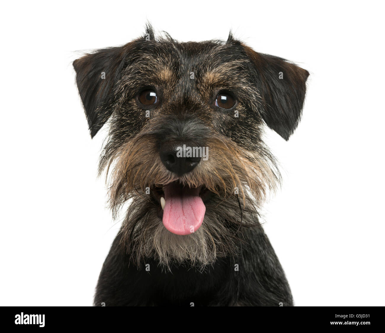 Close-up of a Crossbreed dog in front of white background Stock Photo ...