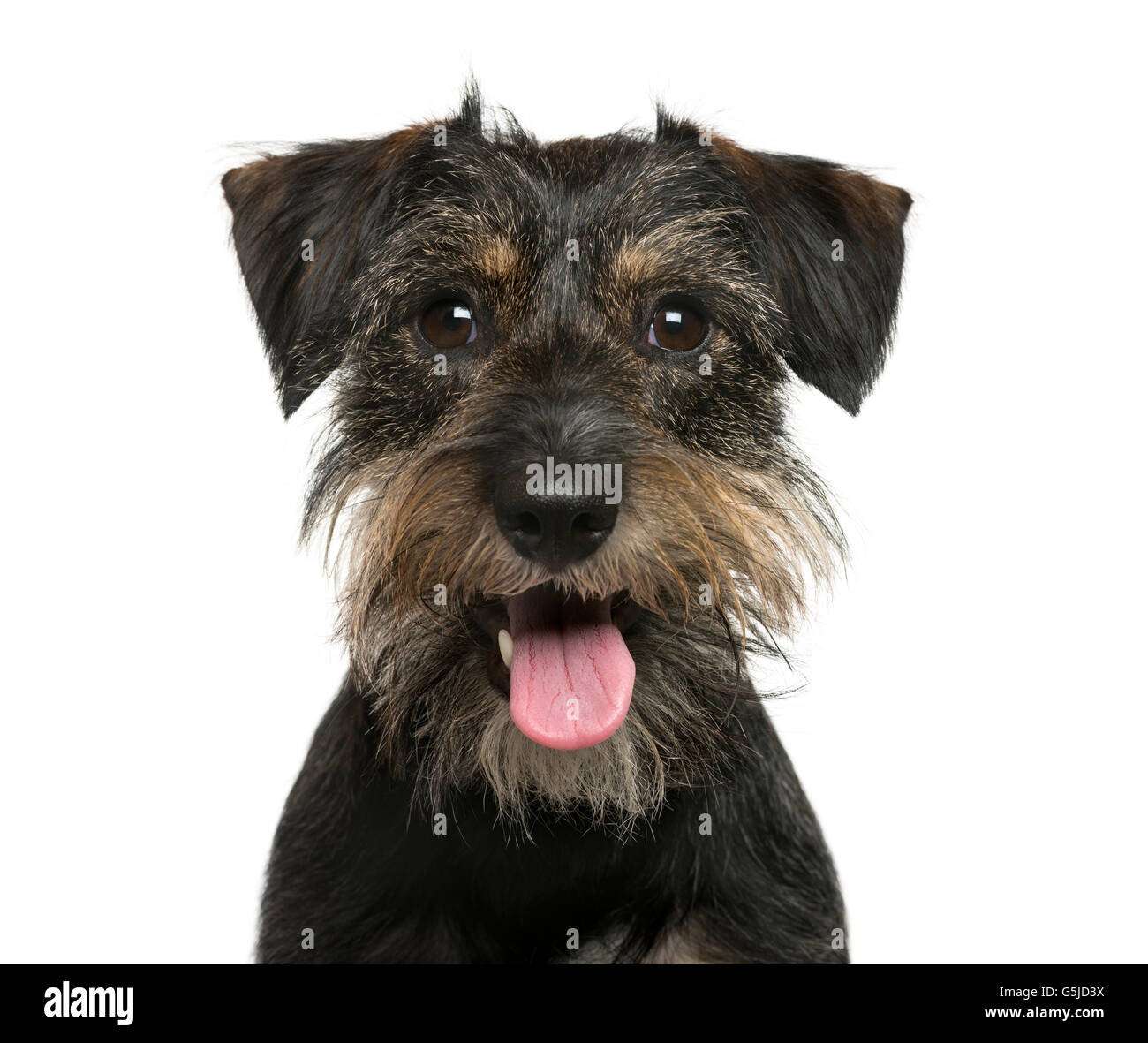 Close-up of a Crossbreed dog in front of white background Stock Photo ...