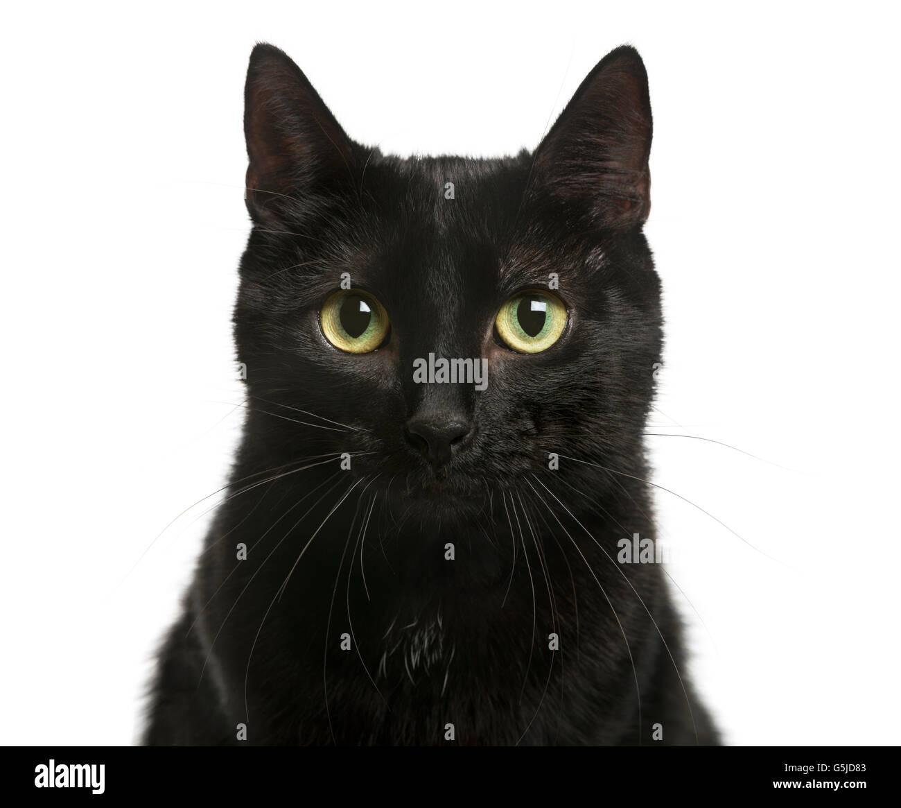 Close-up of a Black cat in front of white background Stock Photo - Alamy