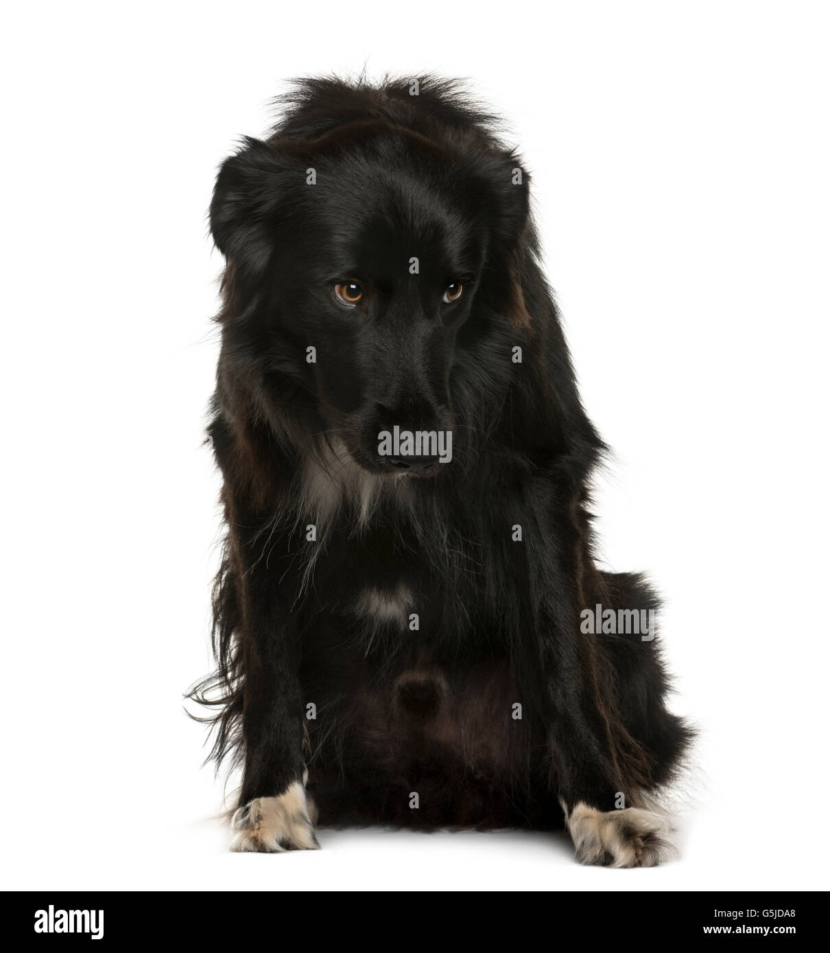 Submissive Crossbreed sitting in front of white background Stock Photo