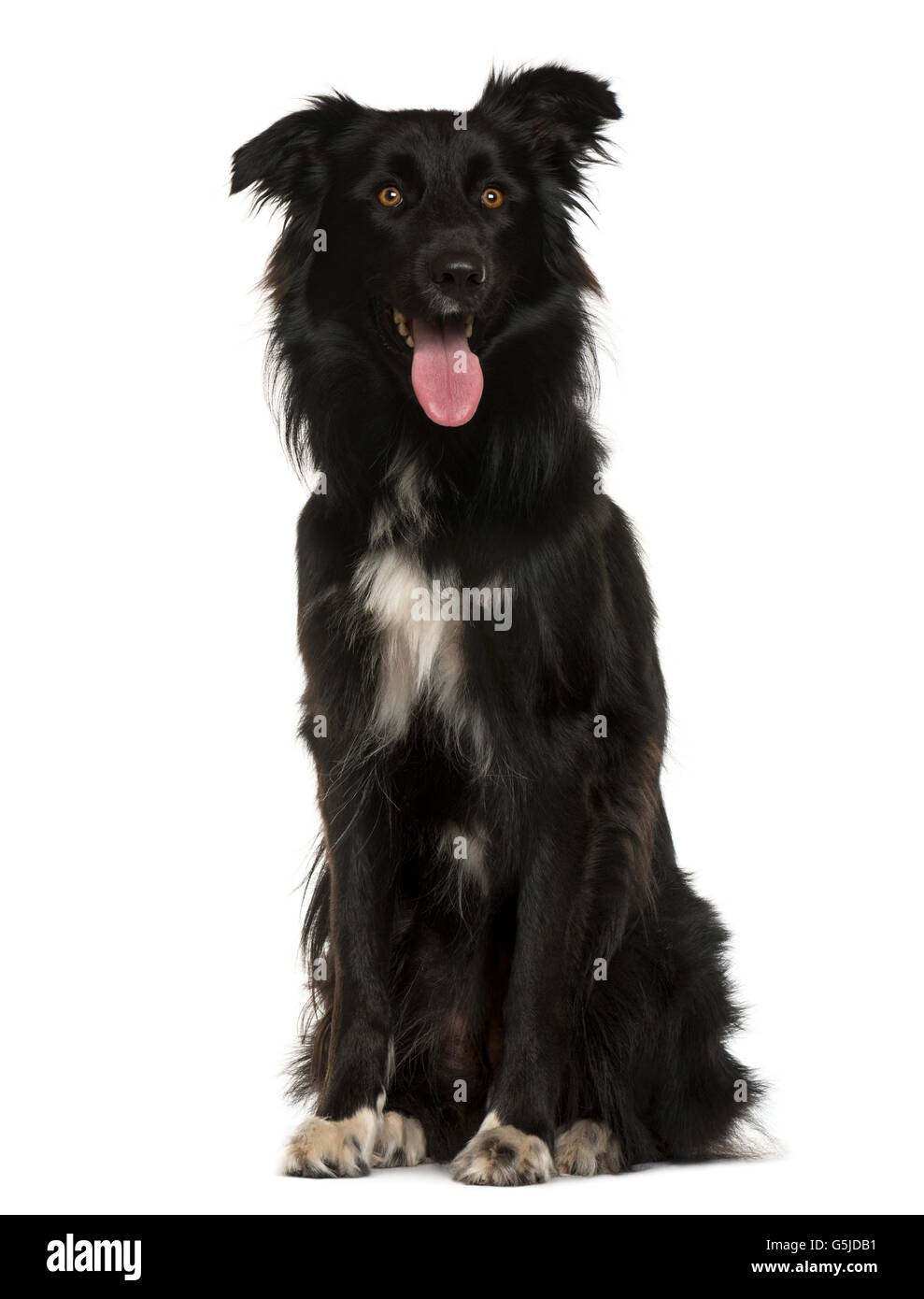 Crossbreed sitting in front of white background Stock Photo - Alamy