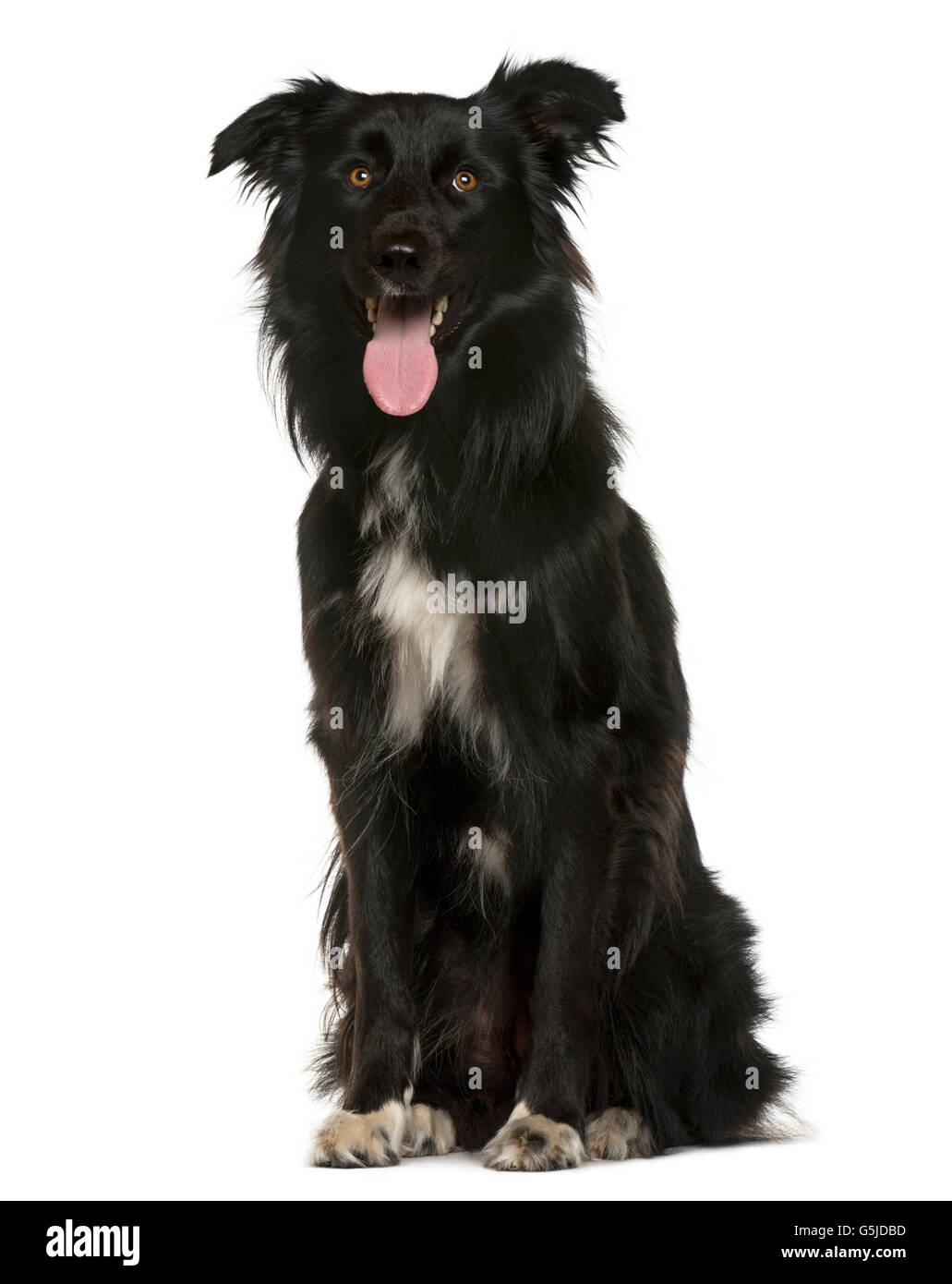 Crossbreed sitting in front of white background Stock Photo - Alamy