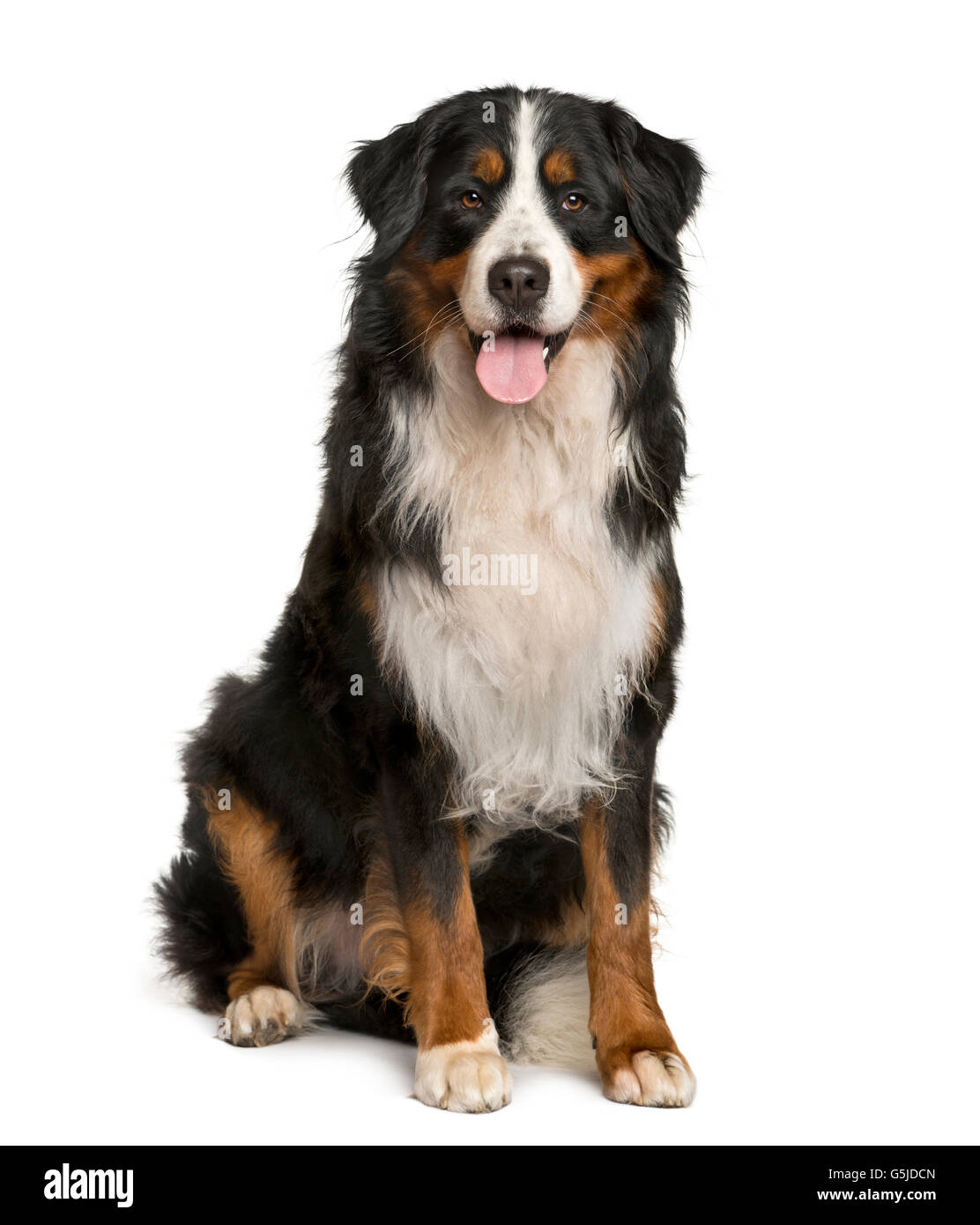 Bernese Mountain dog sitting in front of white background Stock Photo ...