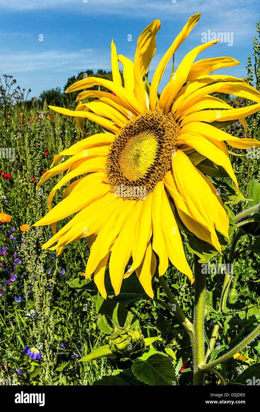 Beautiful summer background with sunflower Stock Photo - Alamy