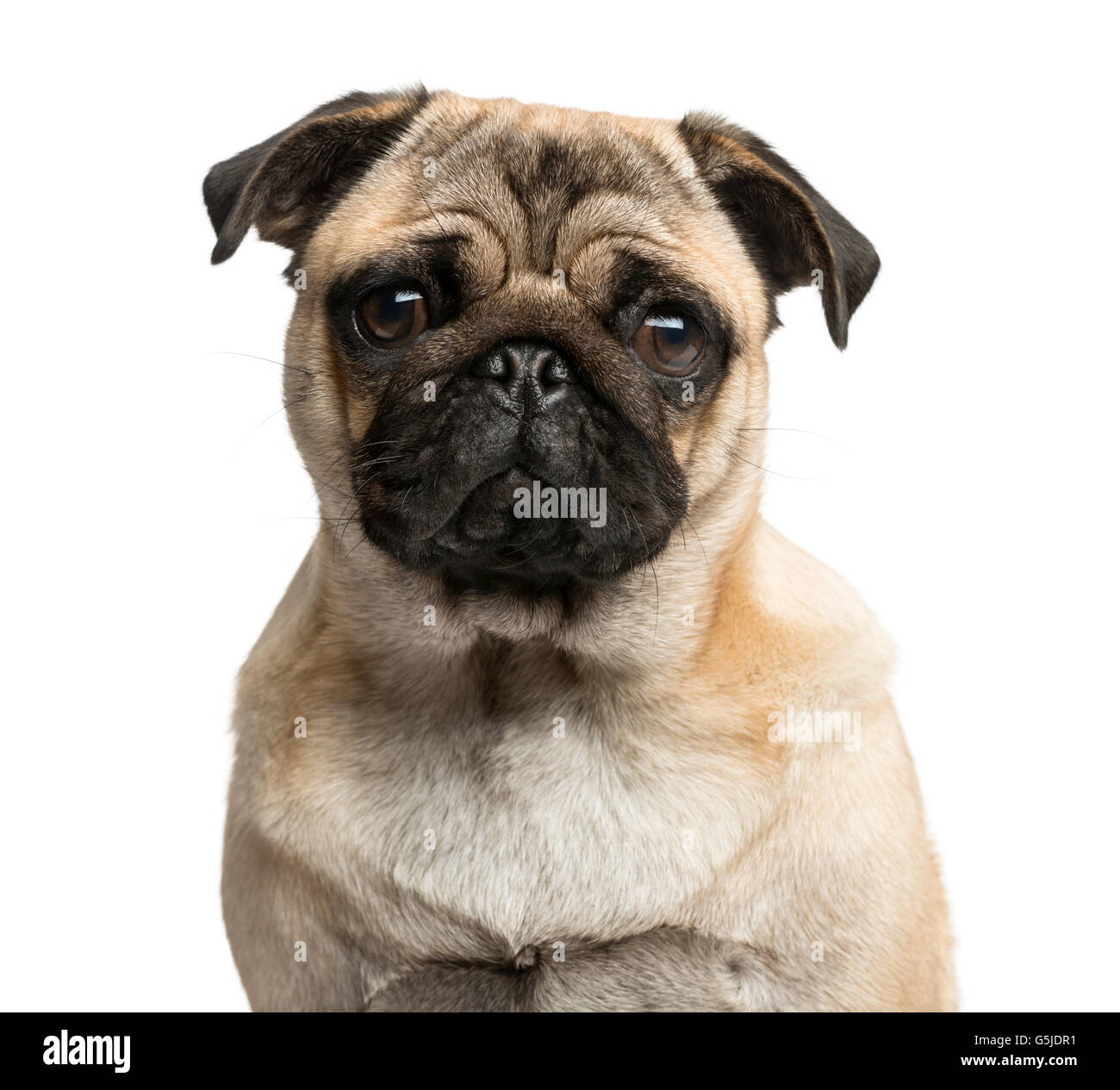 Close-up of a Pug in front of a white background Stock Photo